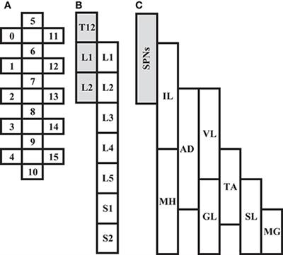 Epidural Spinal Cord Stimulation of Lumbosacral Networks Modulates Arterial Blood Pressure in Individuals With Spinal Cord Injury-Induced Cardiovascular Deficits